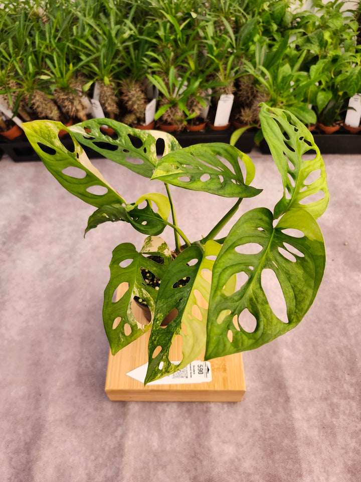 Monstera Adansonii Aurea (3in)-590