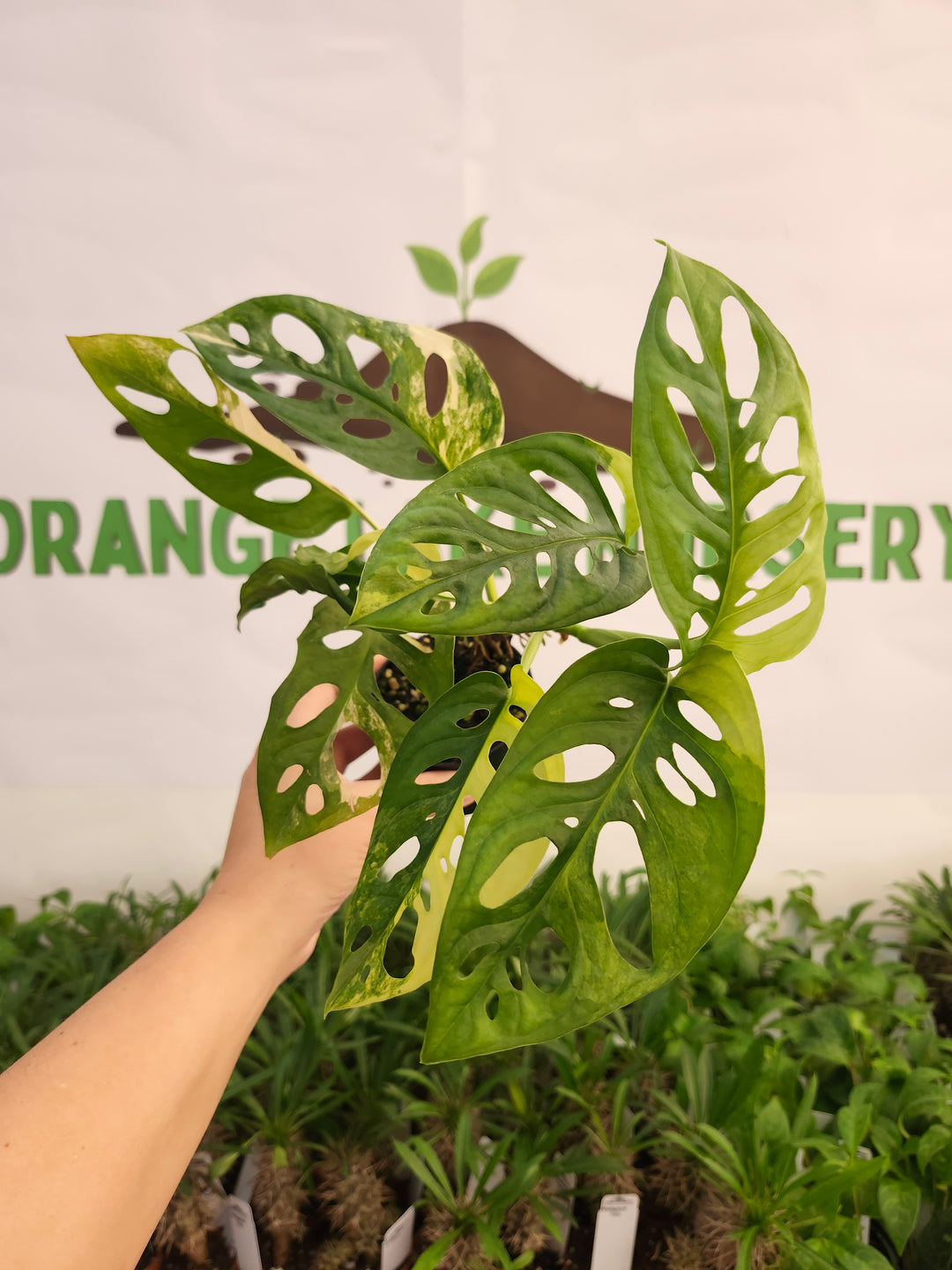 Monstera Adansonii Aurea (3in)-590