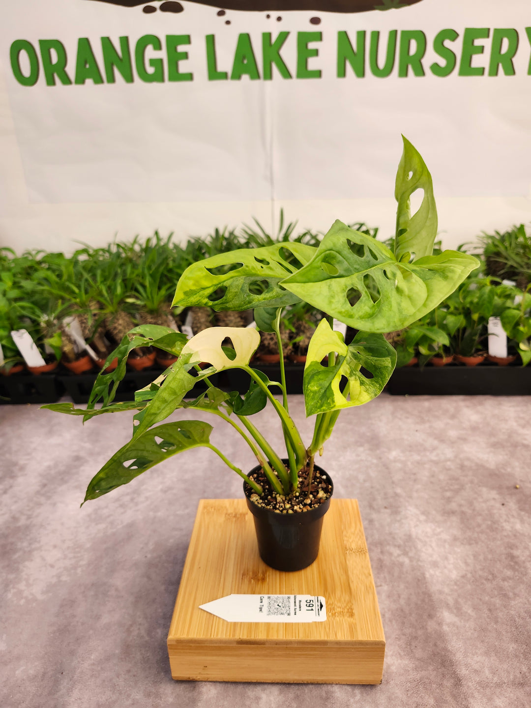 Monstera Adansonii Aurea (3in)-591