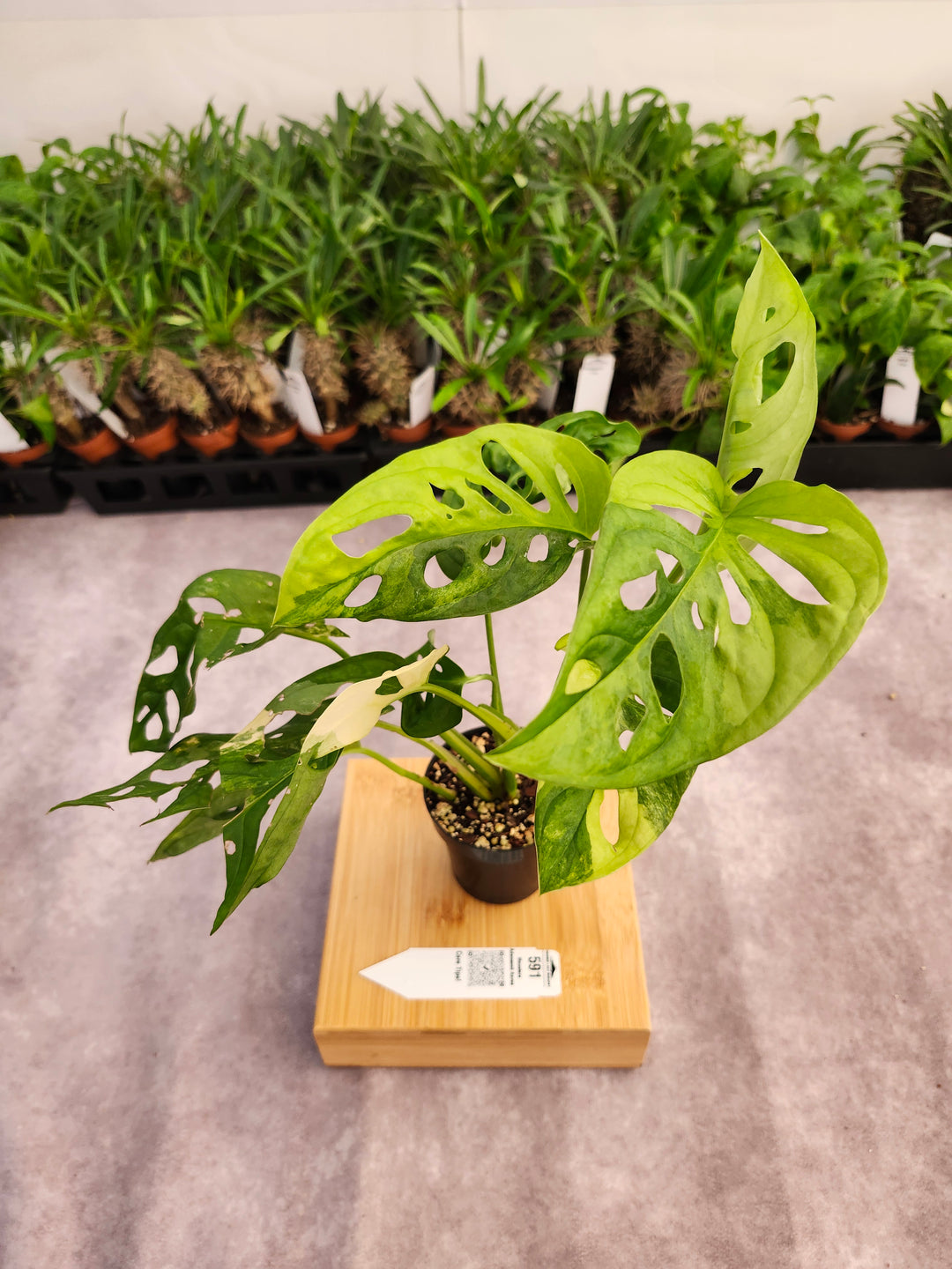 Monstera Adansonii Aurea (3in)-591