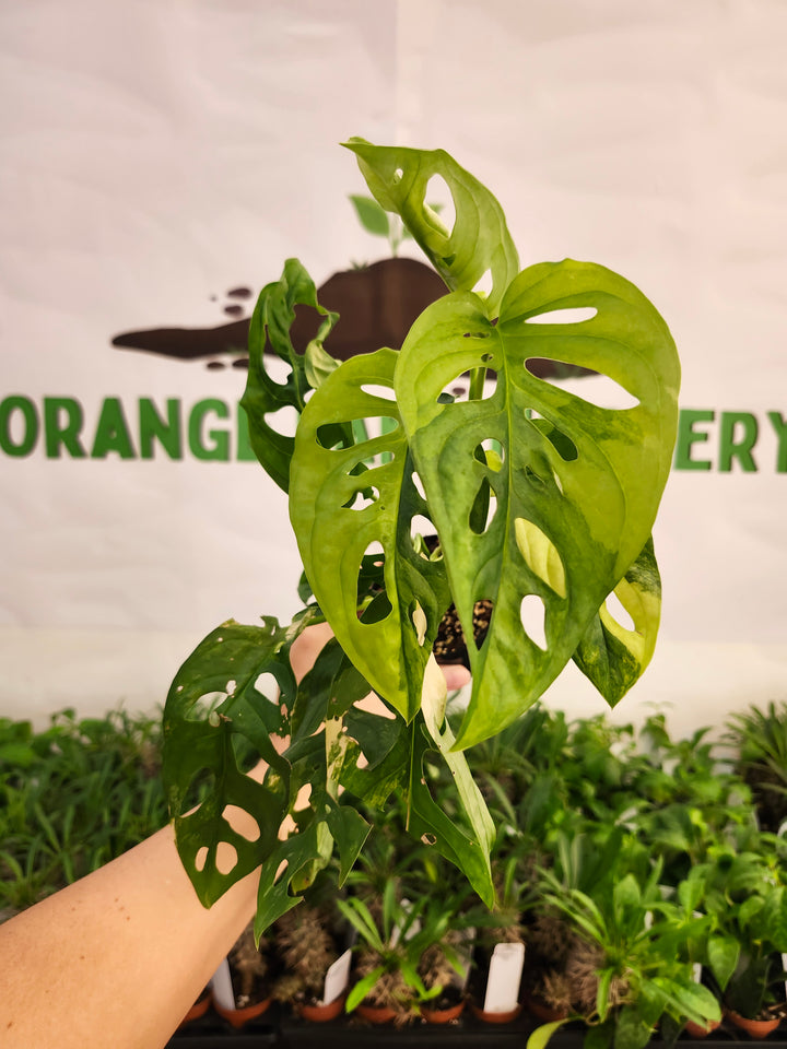 Monstera Adansonii Aurea (3in)-591