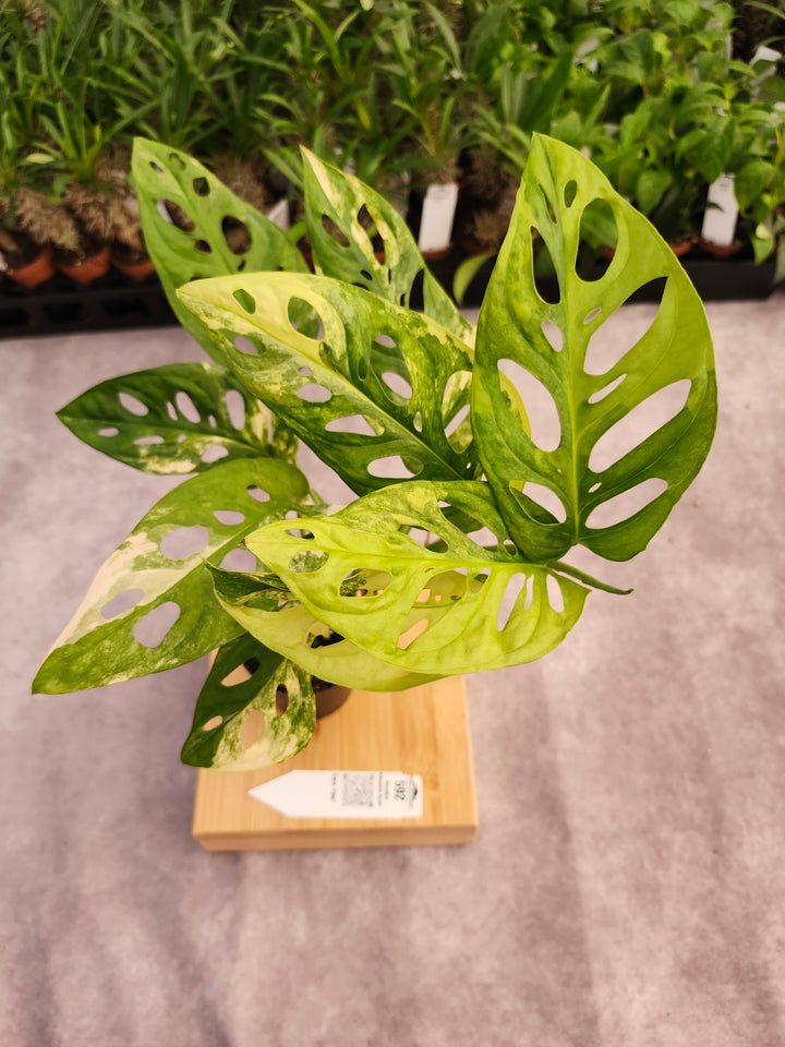 Monstera Adansonii Aurea (3in)-592