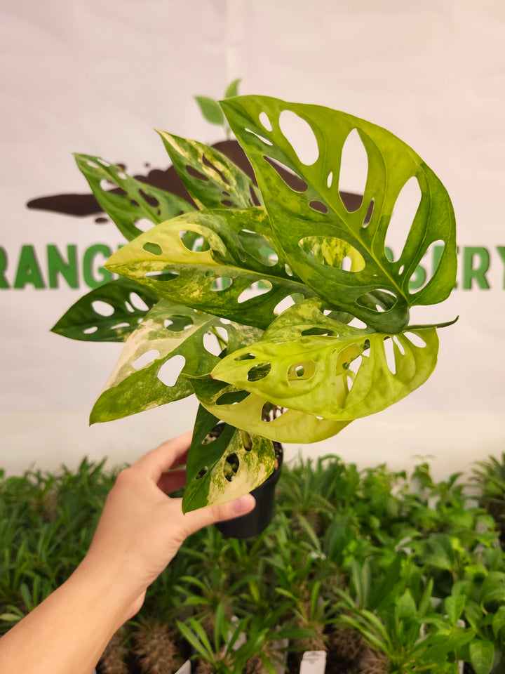Monstera Adansonii Aurea (3in)-592
