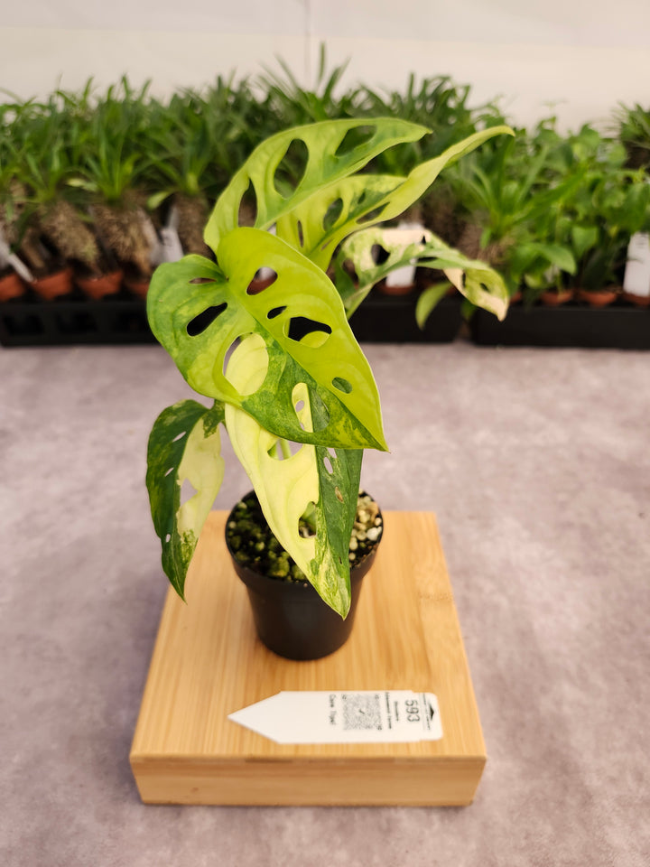 Monstera Adansonii Aurea (3in)-593
