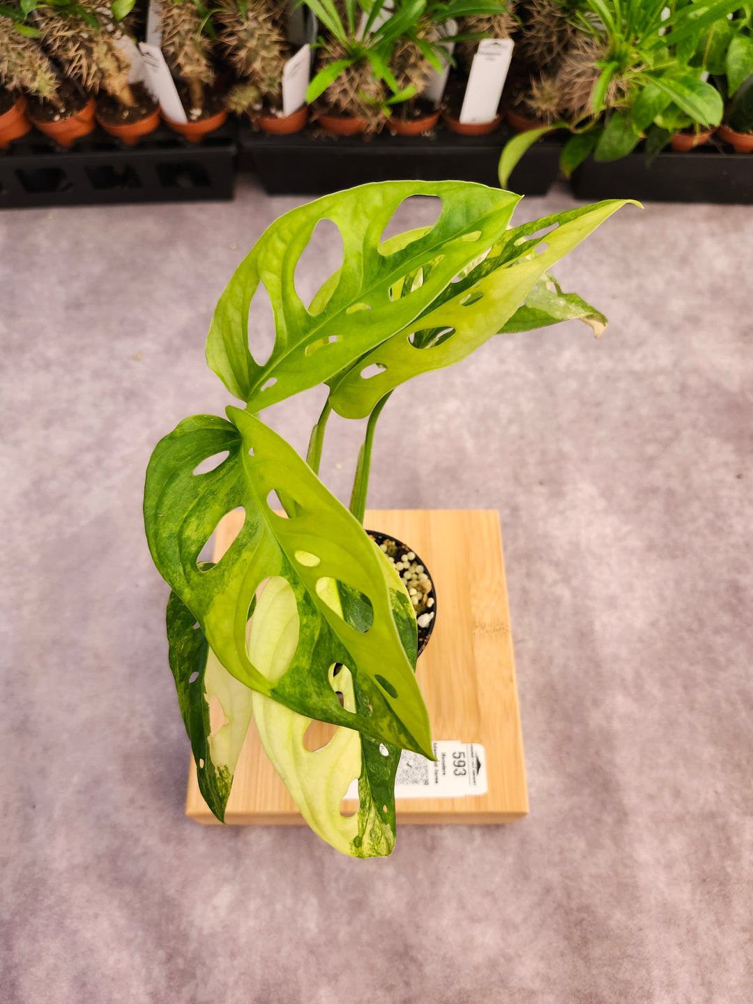 Monstera Adansonii Aurea (3in)-593