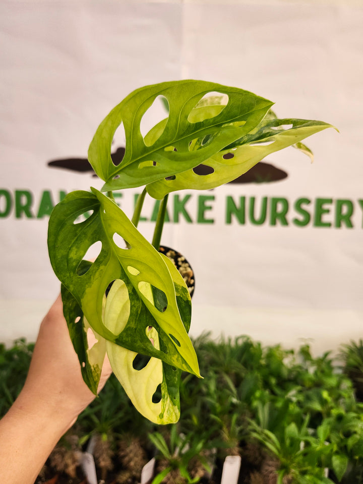 Monstera Adansonii Aurea (3in)-593