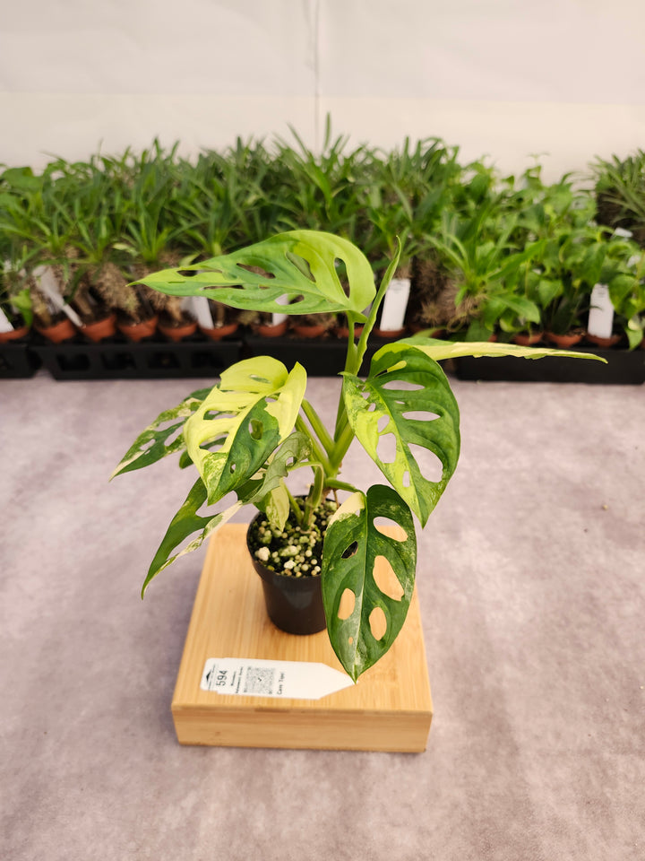 Monstera Adansonii Aurea (3in)-594