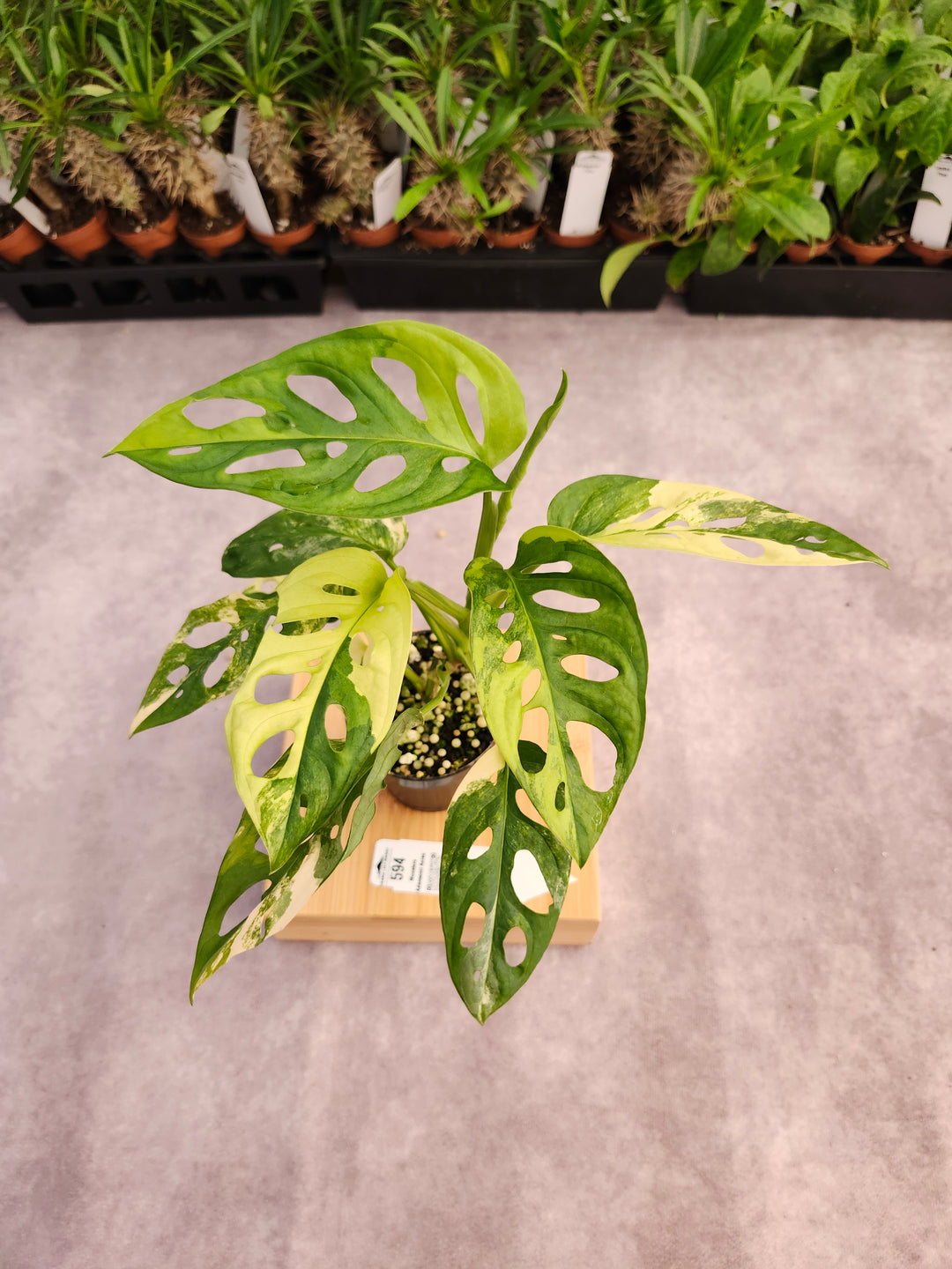 Monstera Adansonii Aurea (3in)-594