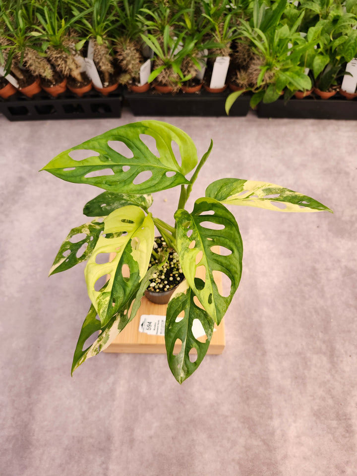 Monstera Adansonii Aurea (3in)-594