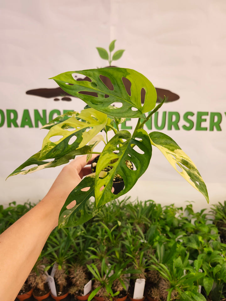 Monstera Adansonii Aurea (3in)-594