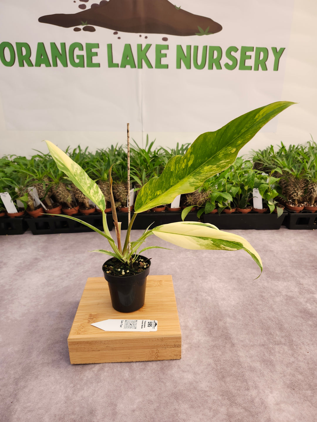 Philodendron Caramel Marble (3in)-595