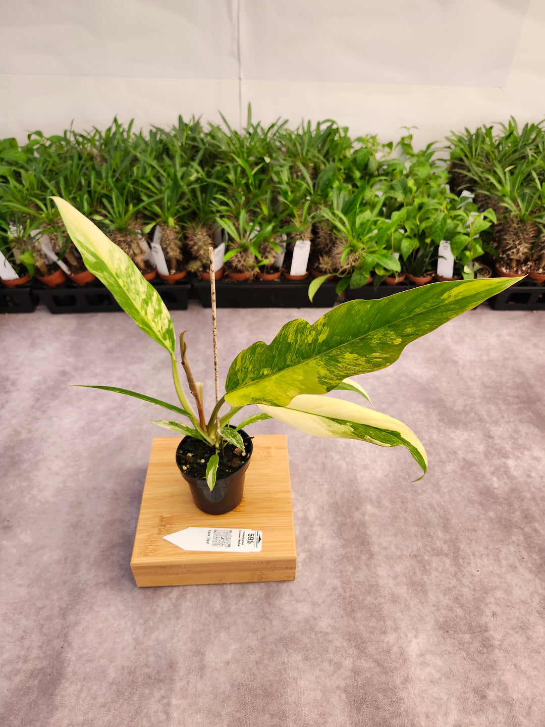 Philodendron Caramel Marble (3in)-595