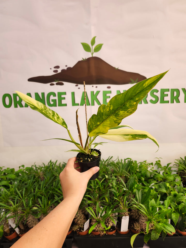 Philodendron Caramel Marble (3in)-595