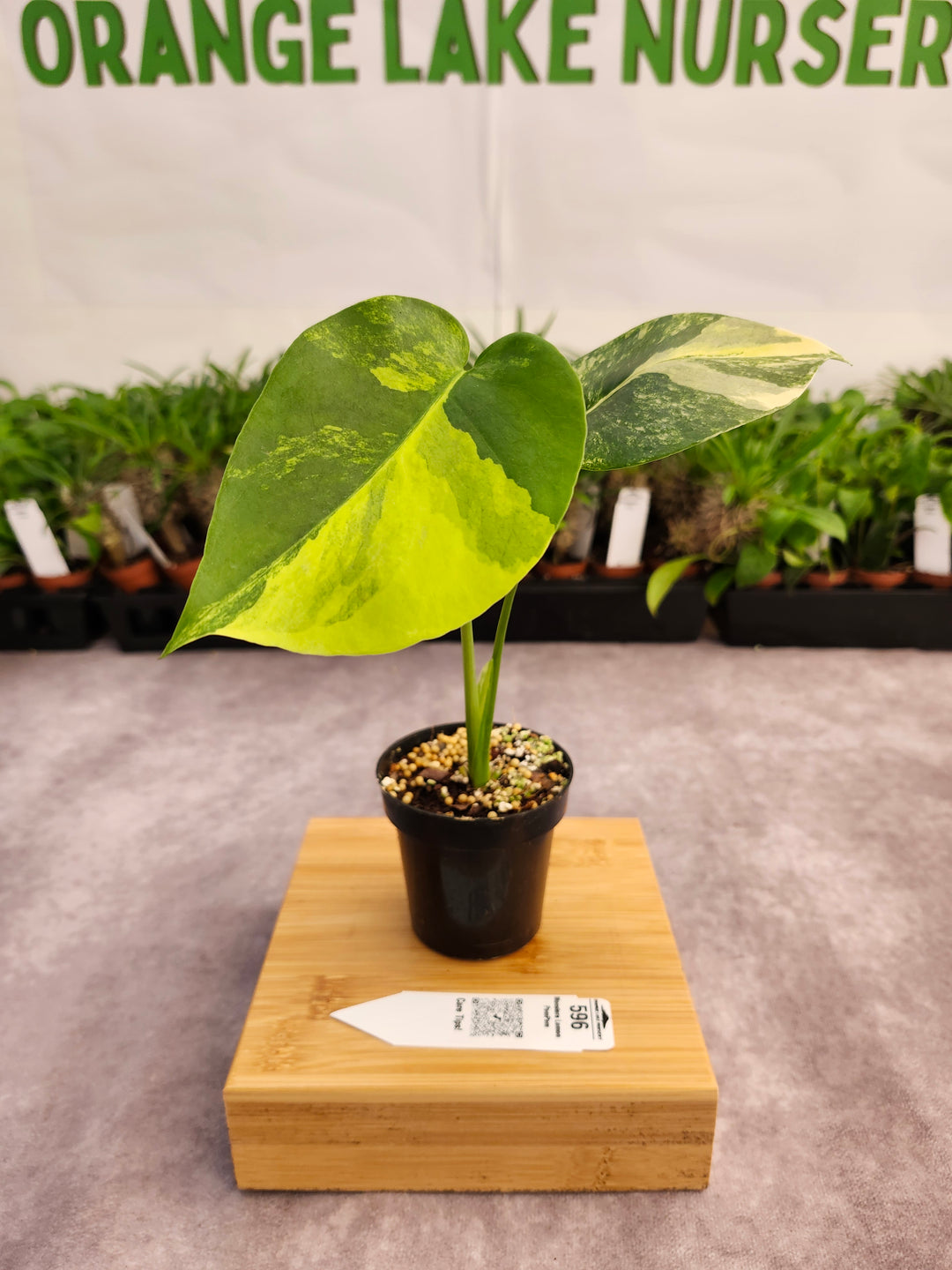 Monstera Lemon PomPom (3in)-596