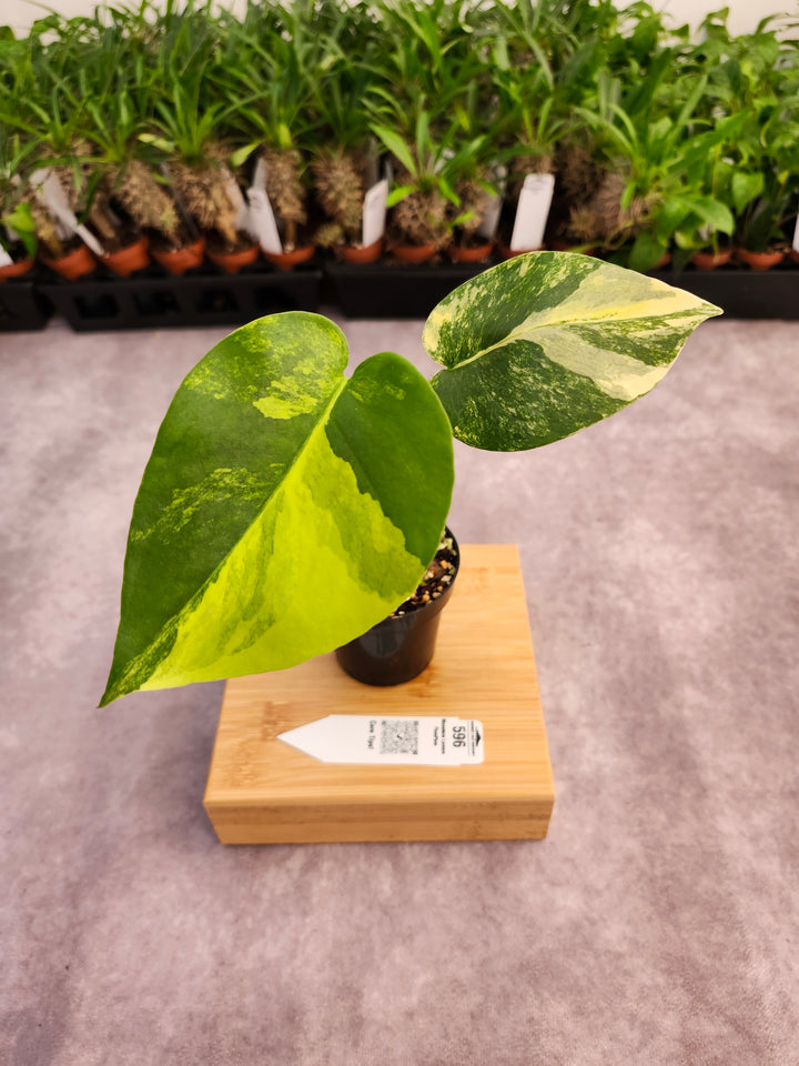 Monstera Lemon PomPom (3in)-596