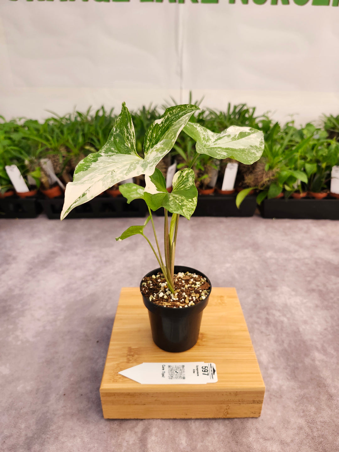 Syngonium Albo (3in)-597