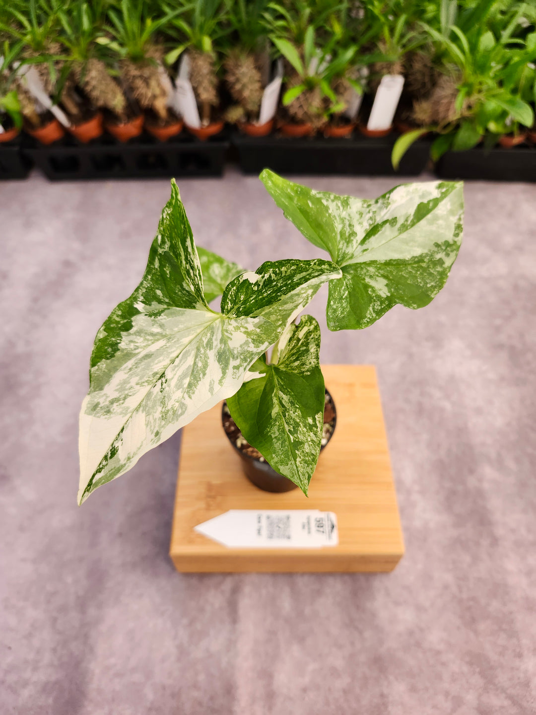 Syngonium Albo (3in)-597