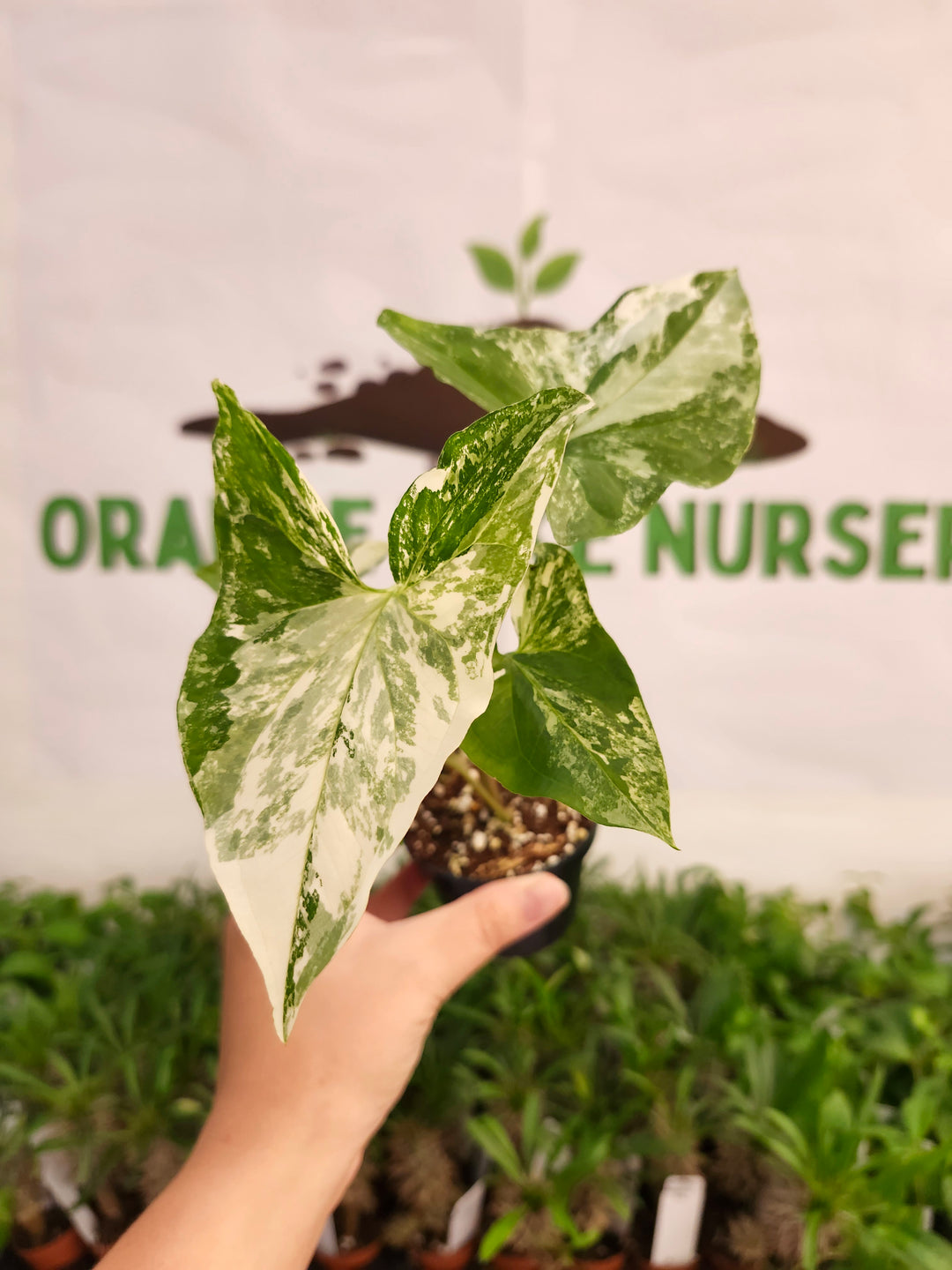 Syngonium Albo (3in)-597