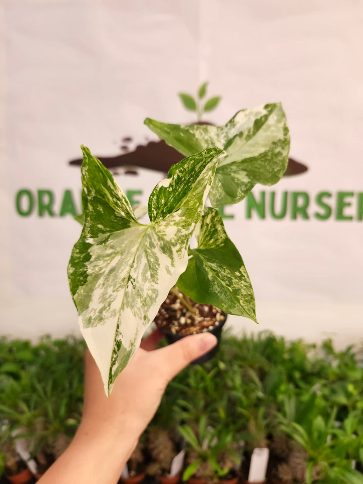 Syngonium Albo (3in)-597