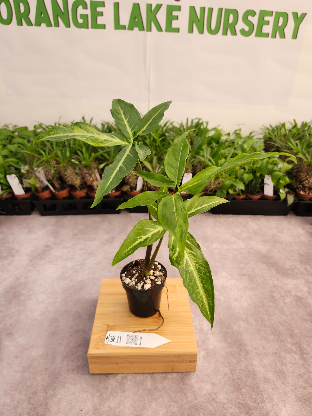 Syngonium Angustatum (3in)-502