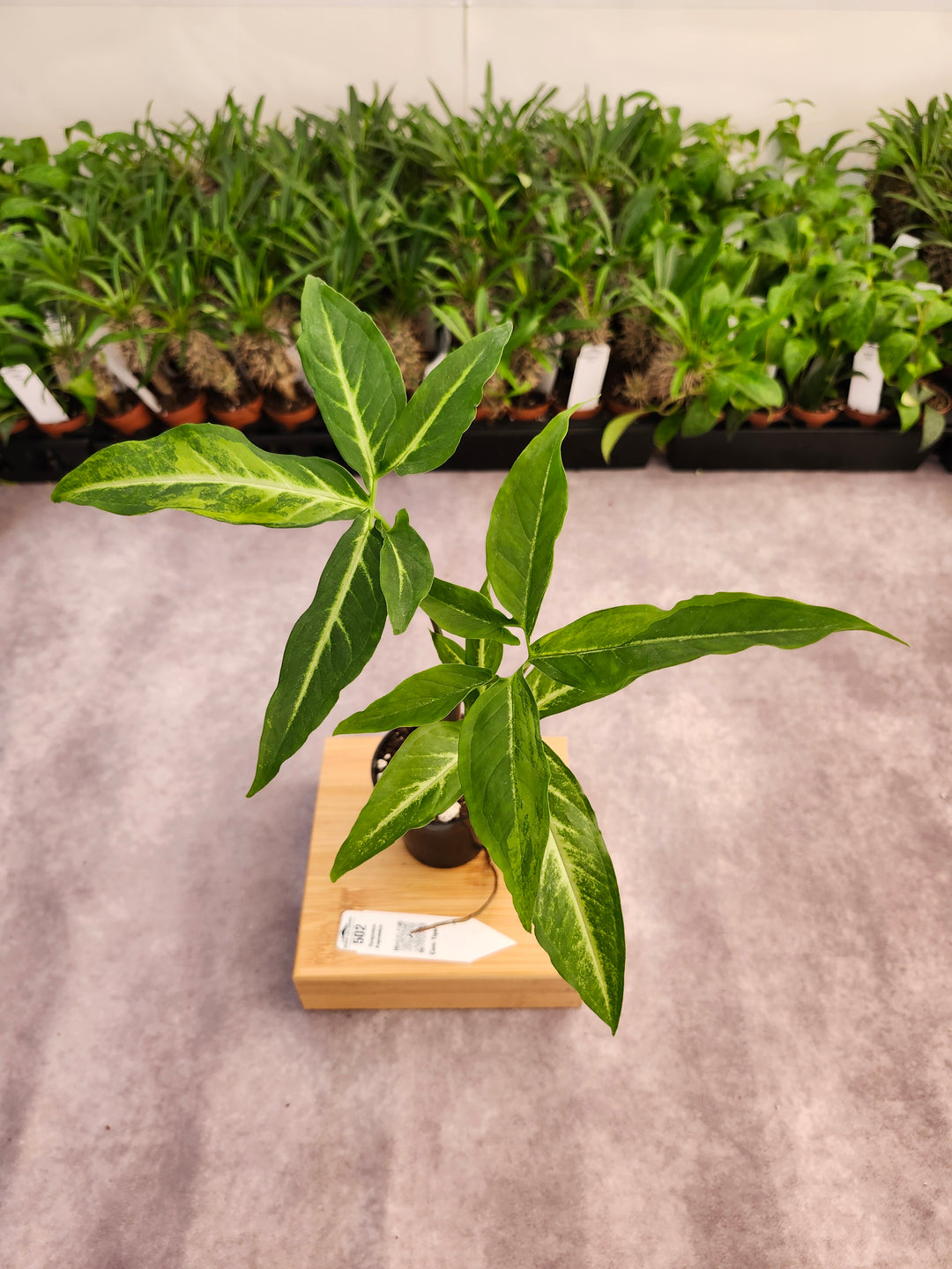 Syngonium Angustatum (3in)-502