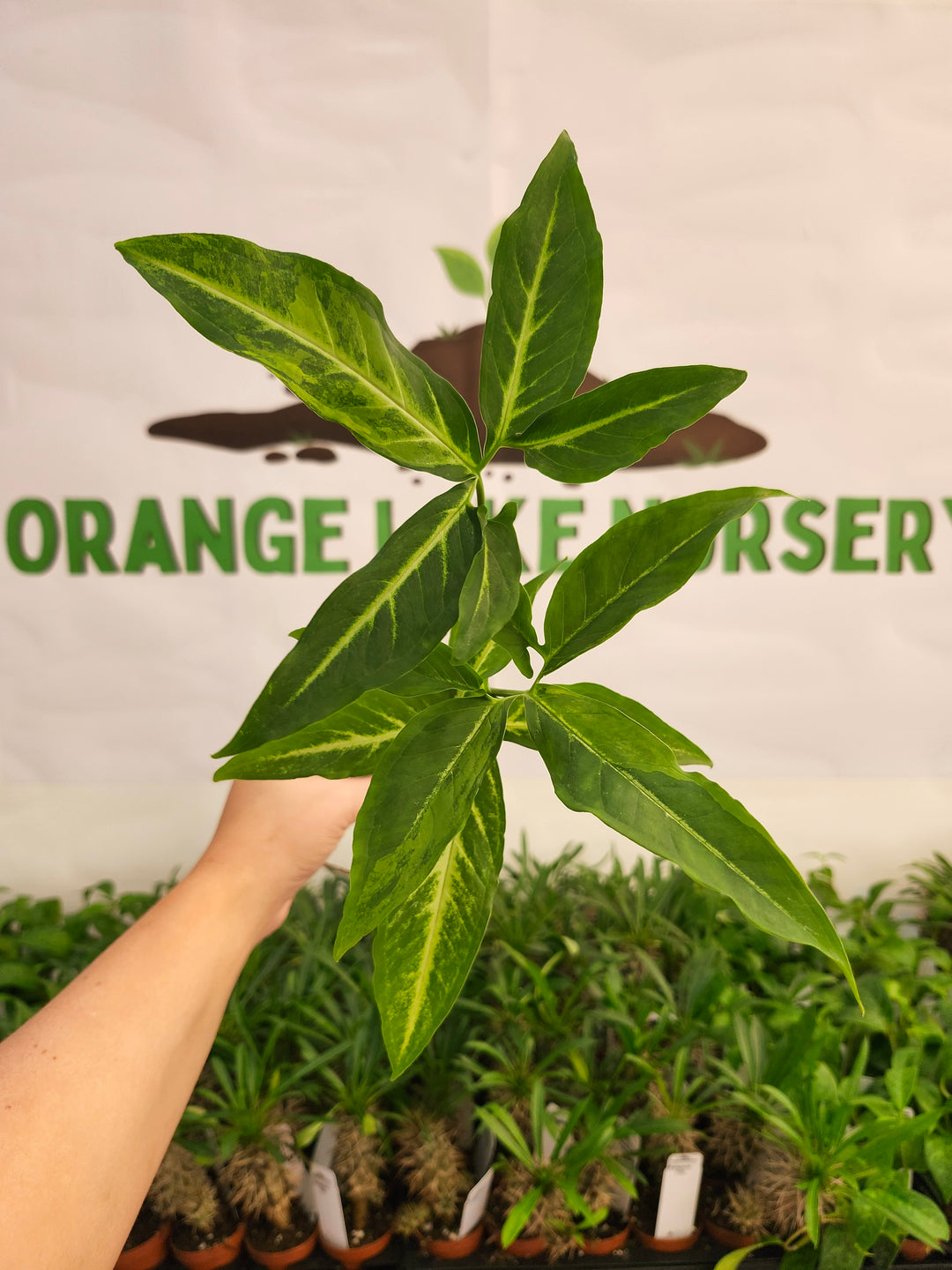 Syngonium Angustatum (3in)-502