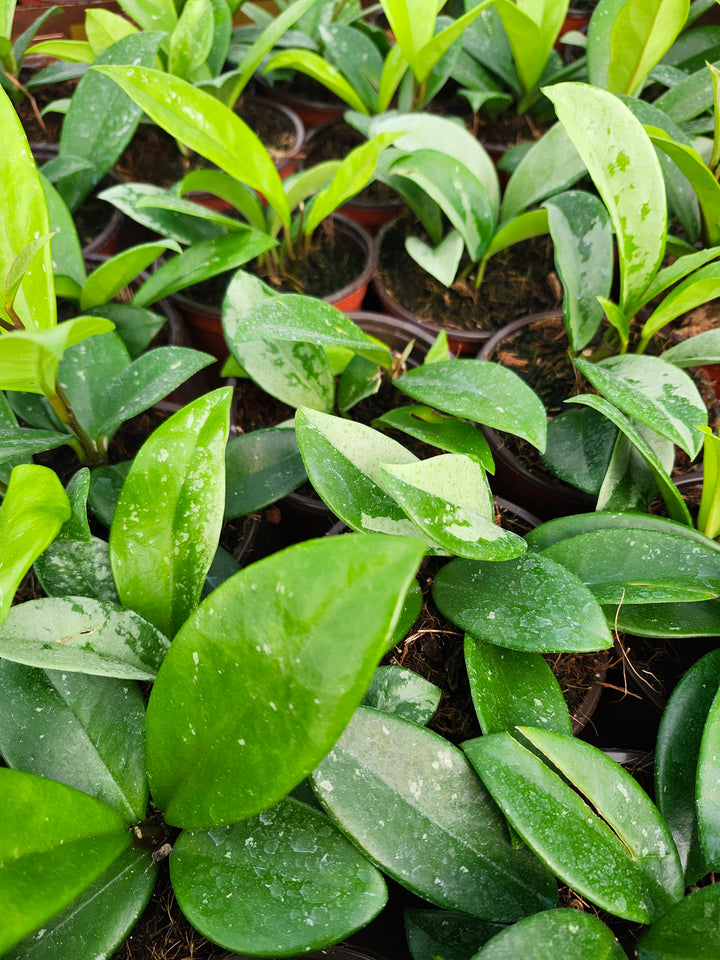 Hoya Silver Moon (4in)- Growers Choice