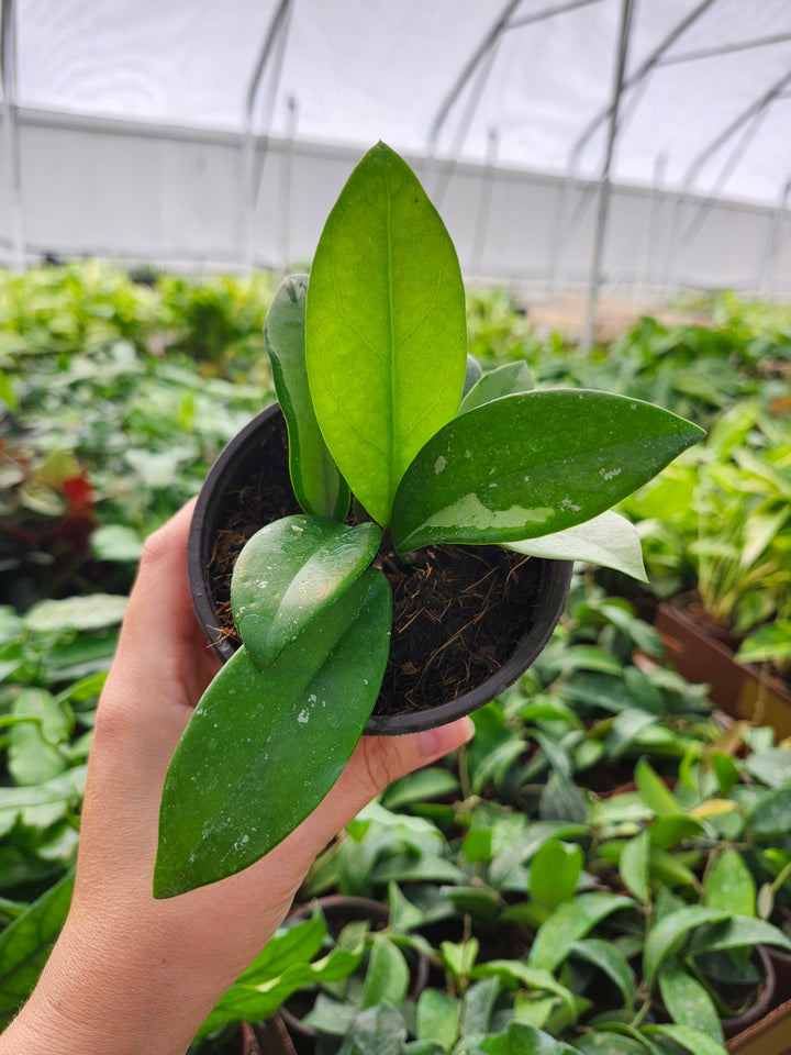 Hoya Silver Moon (4in)- Growers Choice