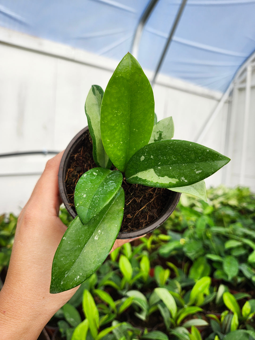 Hoya Silver Moon (4in)- Growers Choice