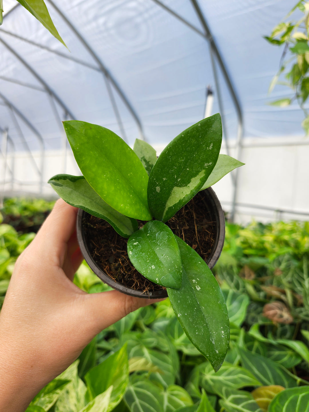 Hoya Silver Moon (4in)- Growers Choice