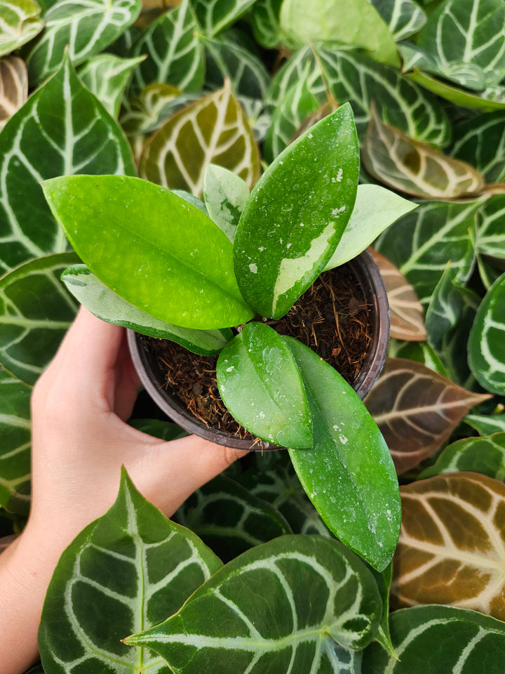 Hoya Silver Moon (4in)- Growers Choice