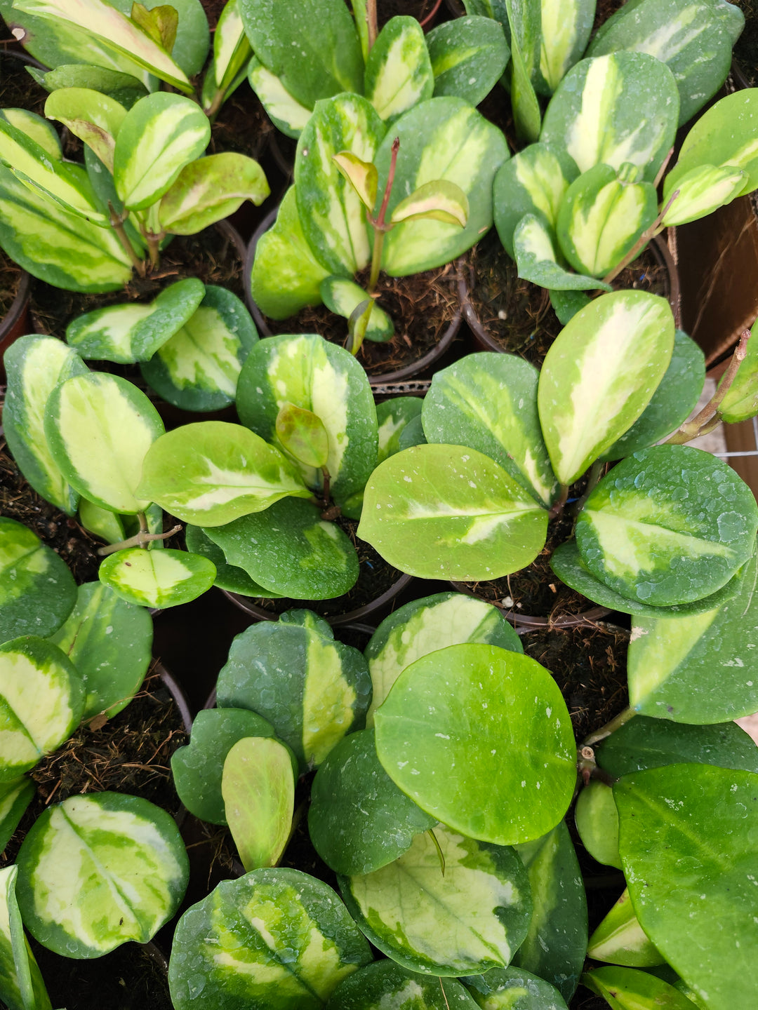Hoya Obovata Variegated (4in)- Growers Choice