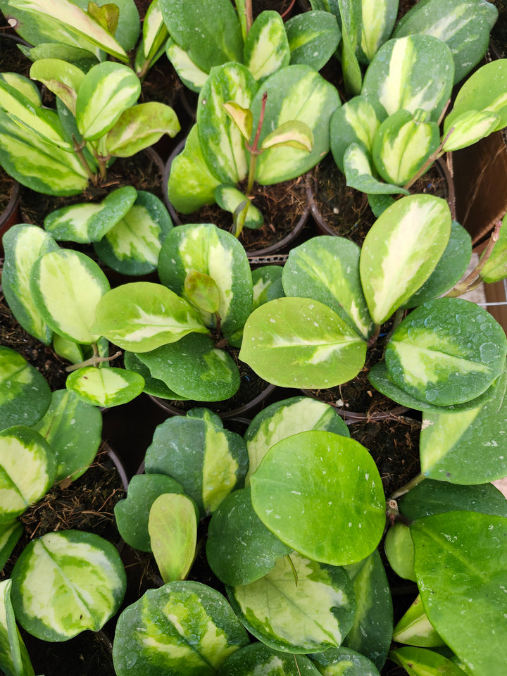 Hoya Obovata Variegated (4in)- Growers Choice