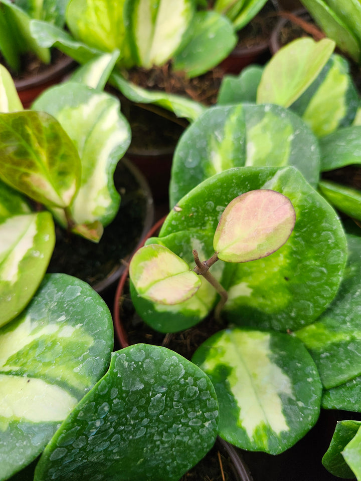 Hoya Obovata Variegated (4in)- Growers Choice
