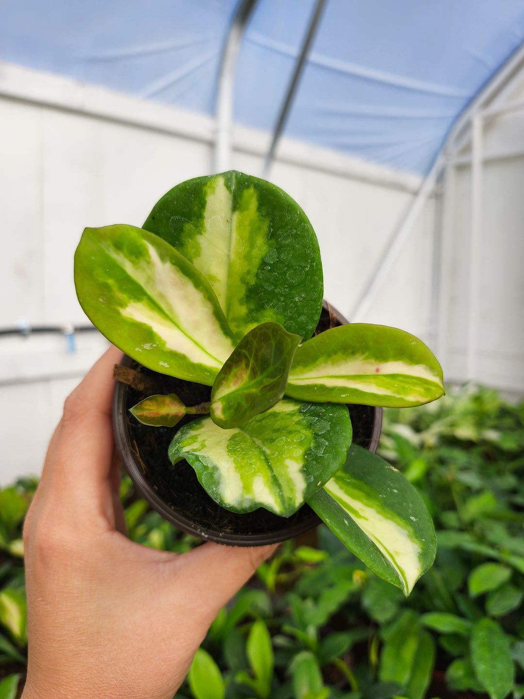 Hoya Obovata Variegated (4in)- Growers Choice