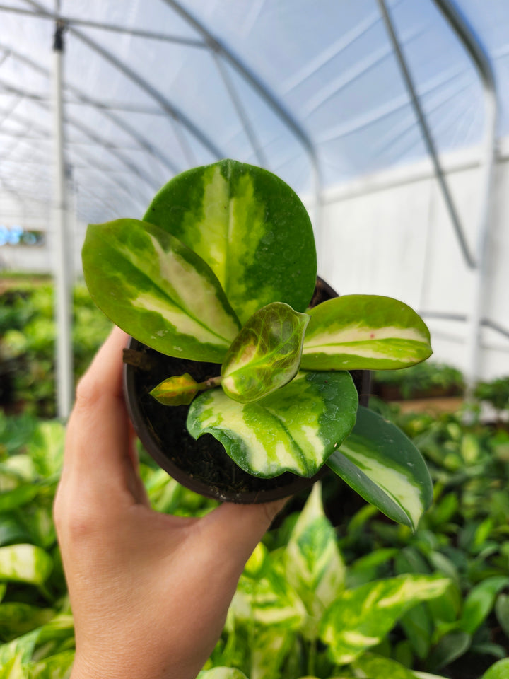 Hoya Obovata Variegated (4in)- Growers Choice