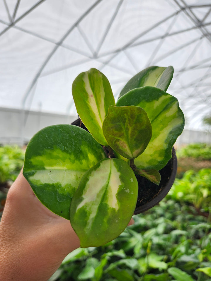 Hoya Obovata Variegated (4in)- Growers Choice