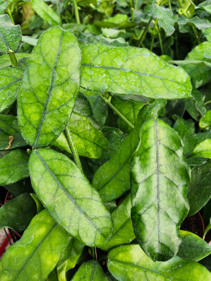 Hoya Villosa (4in)- Growers Choice