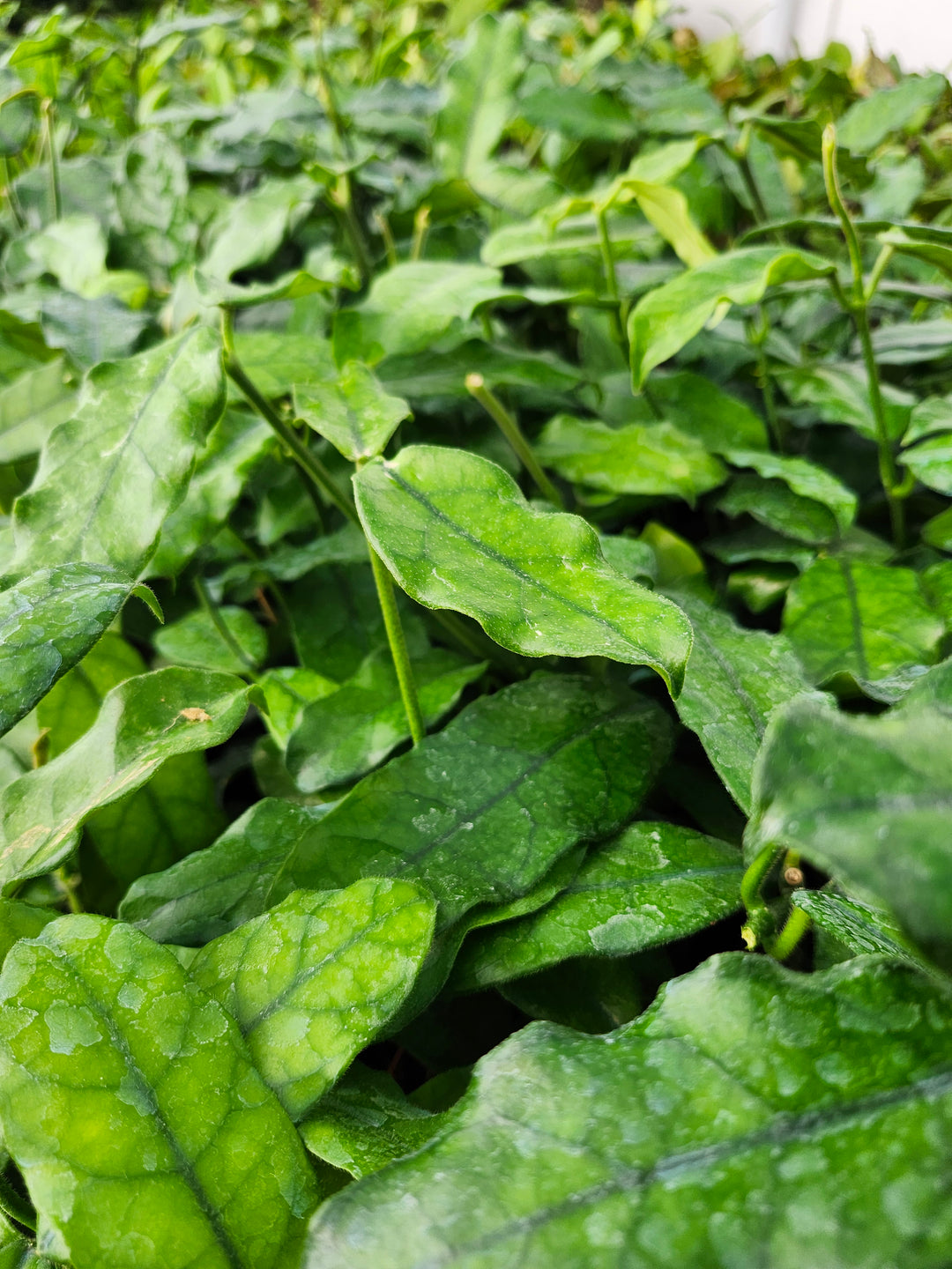 Hoya Villosa (4in)- Growers Choice