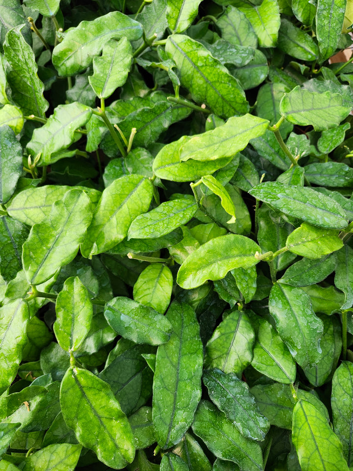 Hoya Villosa (4in)- Growers Choice