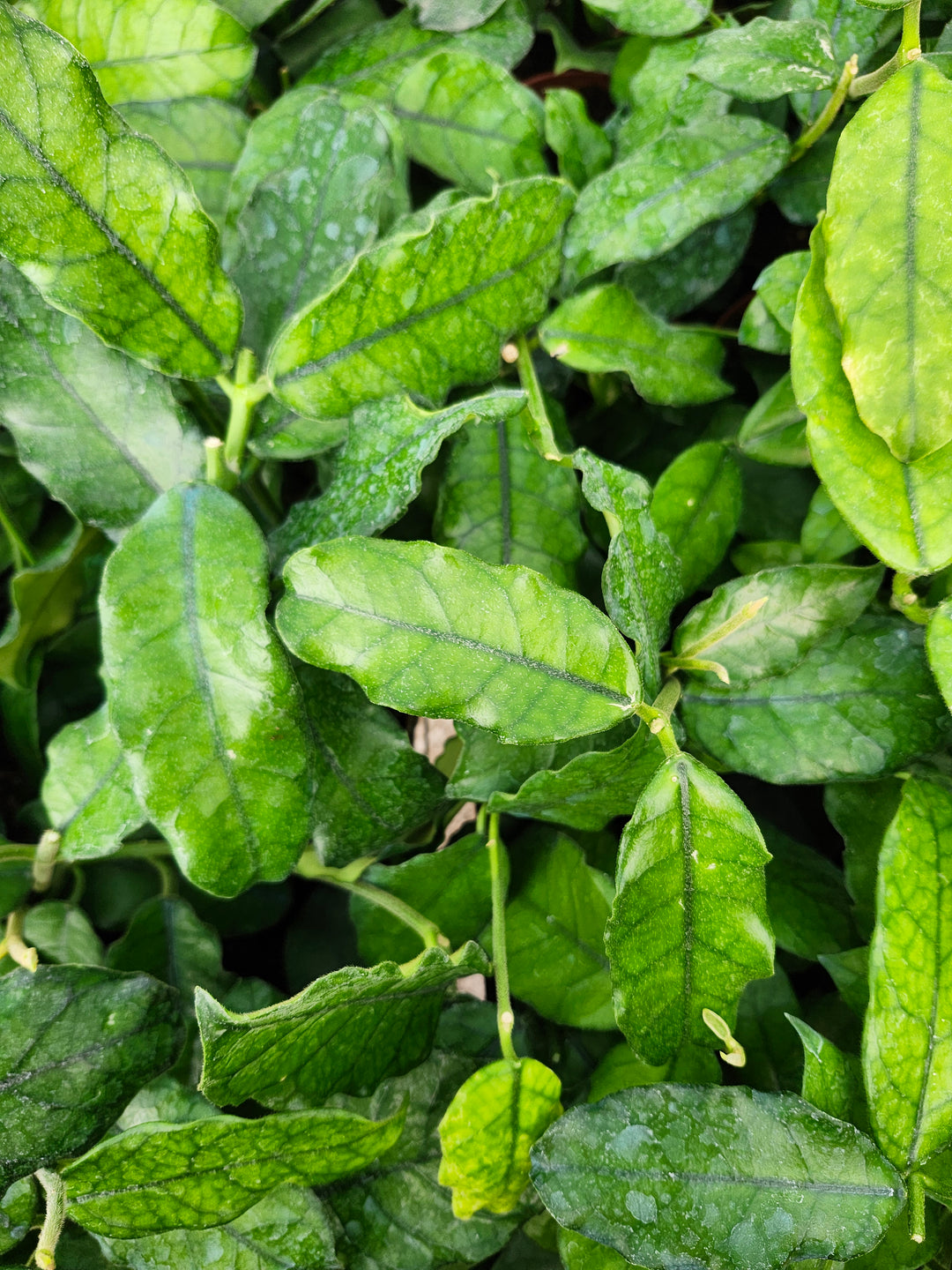 Hoya Villosa (4in)- Growers Choice