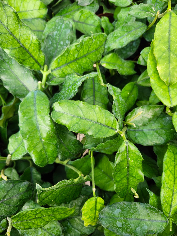Hoya Villosa (4in)- Growers Choice