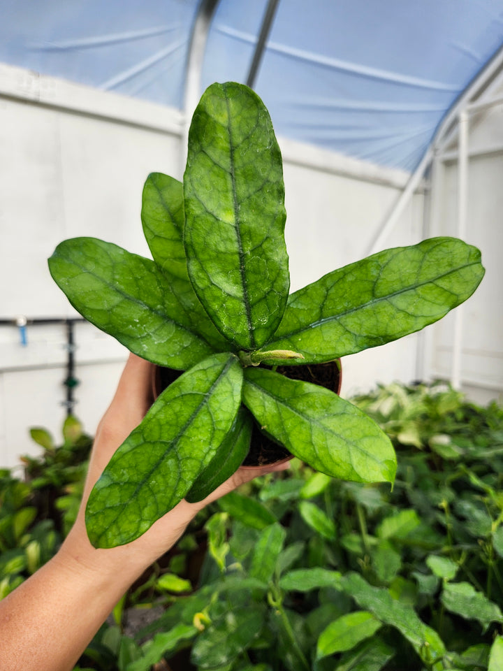 Hoya Villosa (4in)- Growers Choice