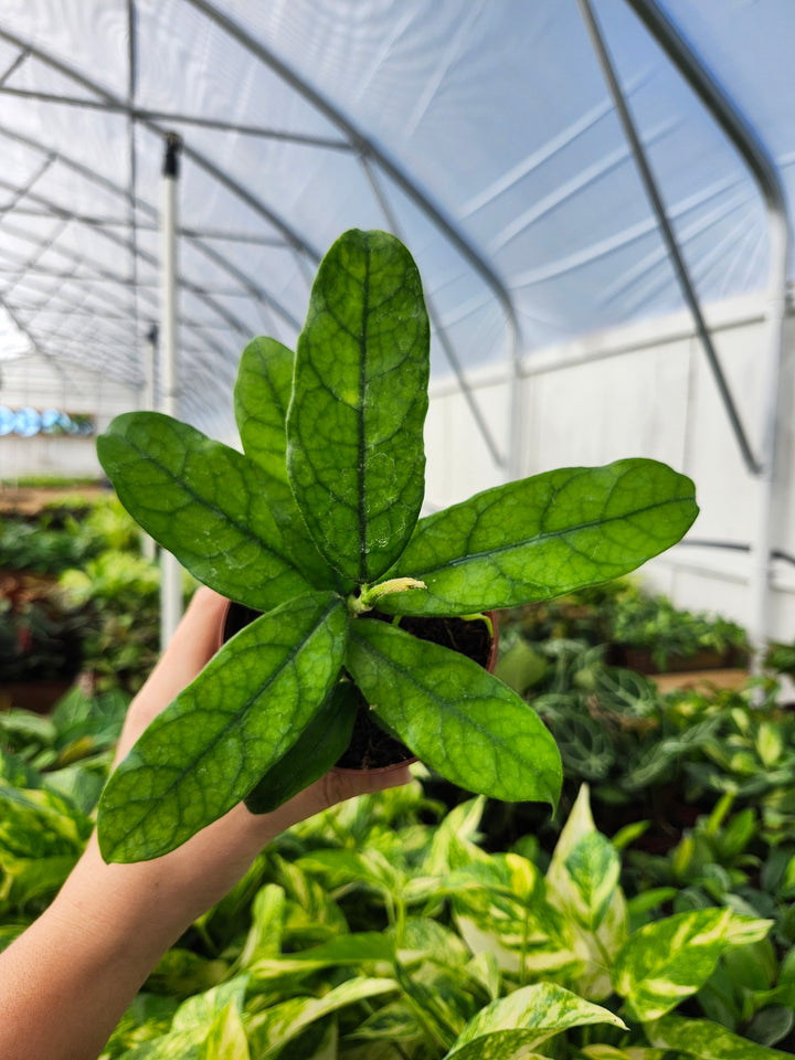 Hoya Villosa (4in)- Growers Choice