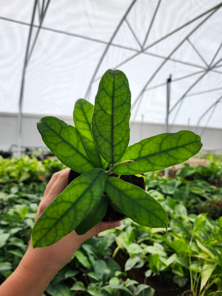 Hoya Villosa (4in)- Growers Choice