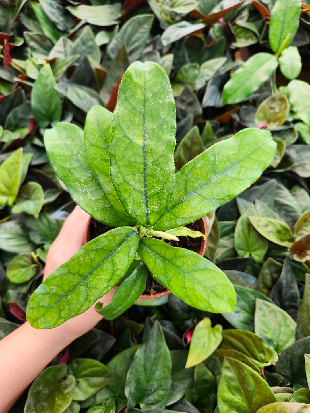 Hoya Villosa (4in)- Growers Choice