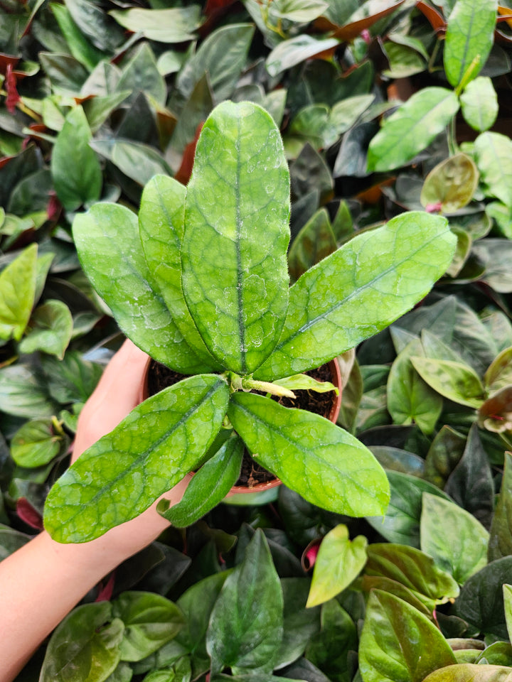 Hoya Villosa (4in)- Growers Choice