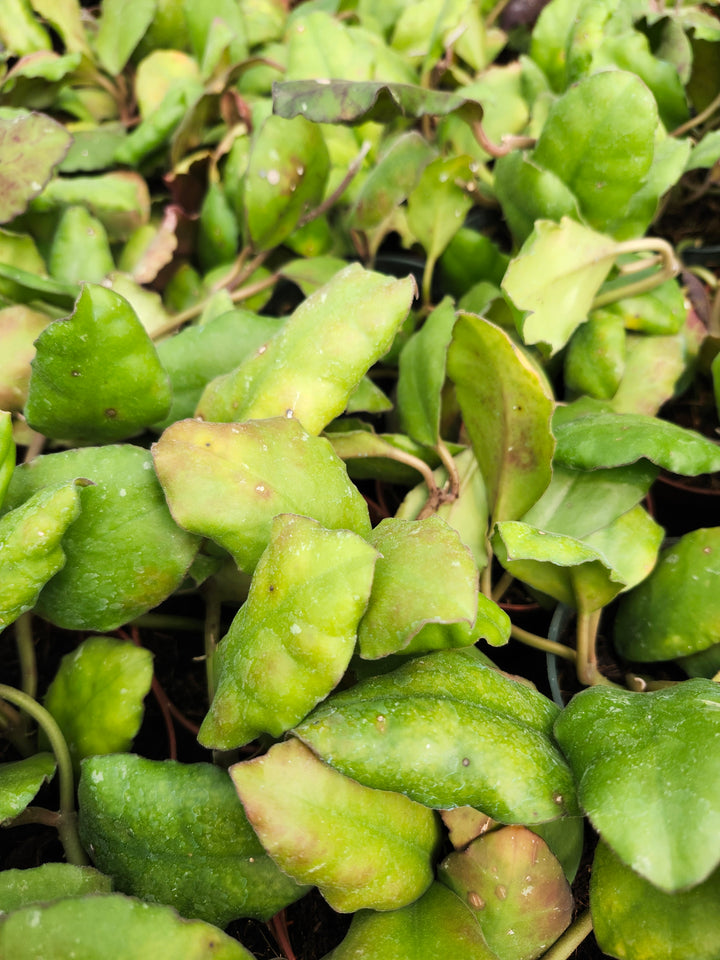 Hoya Waymaniae (4in)- Growers Choice