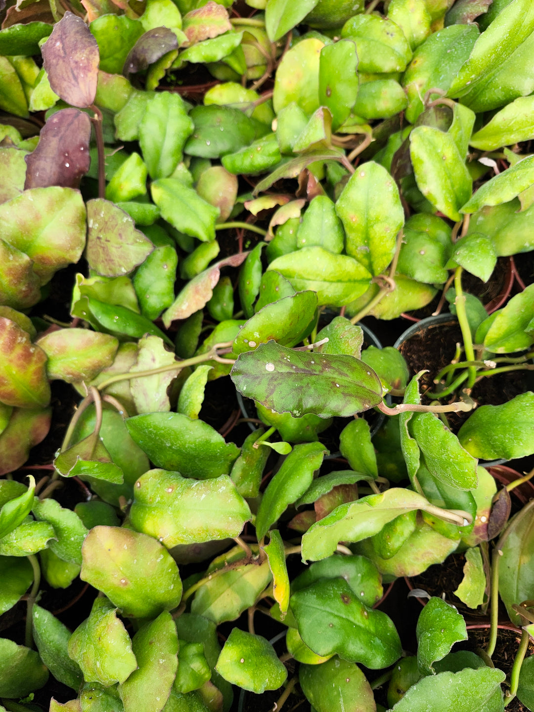 Hoya Waymaniae (4in)- Growers Choice