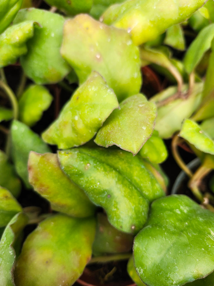 Hoya Waymaniae (4in)- Growers Choice